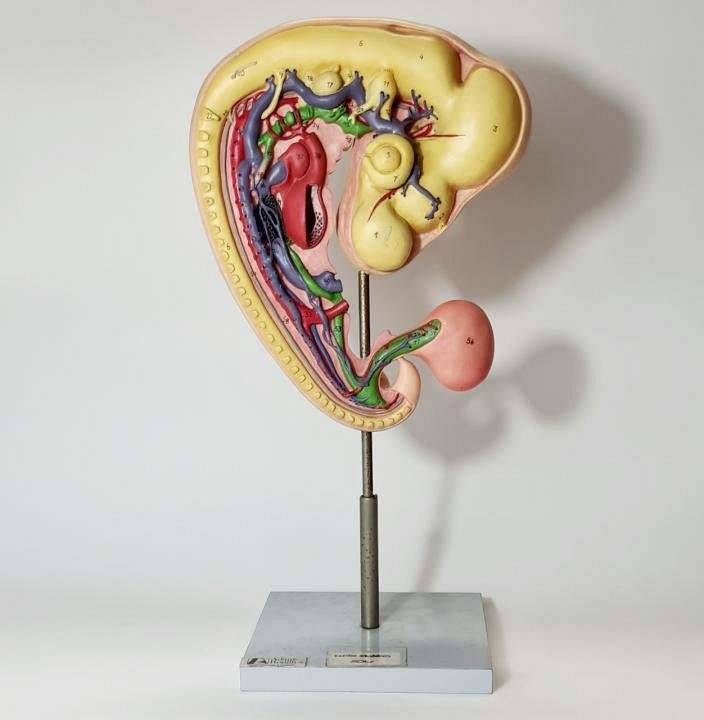 Anatomical Model Of Chick Embryo