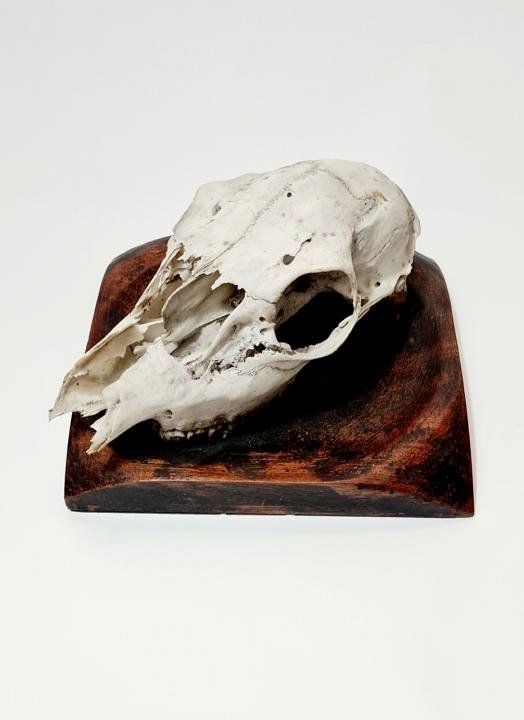 Sheep Skull on Wooden Base