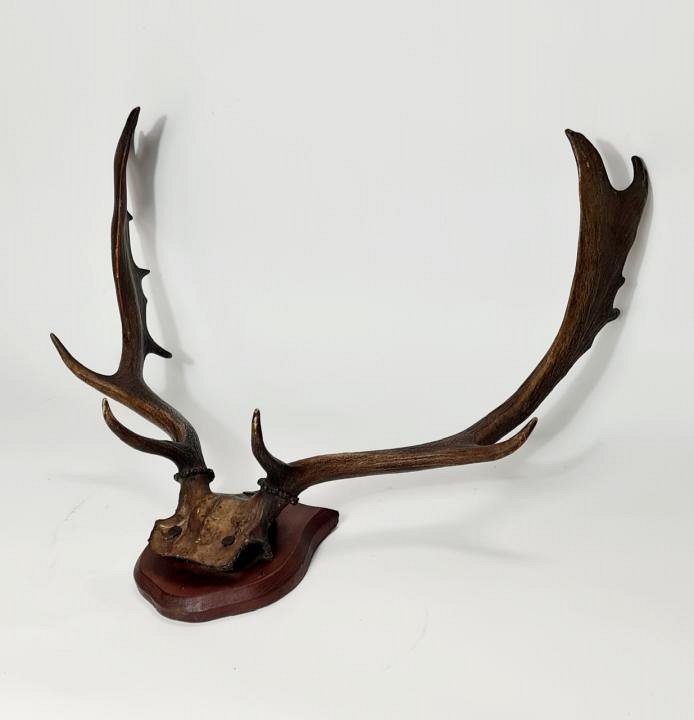 Mounted Antlers / Hunting Trophy