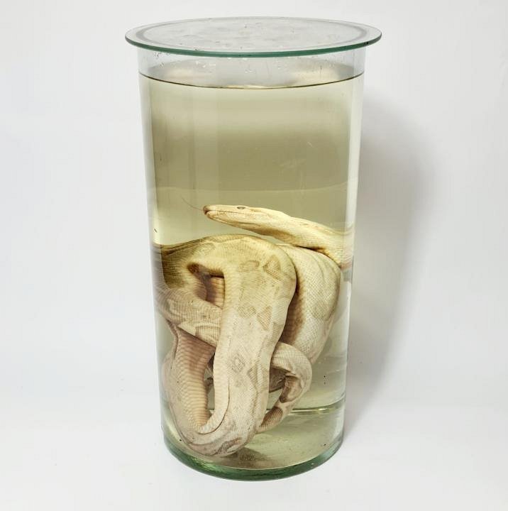 Large Wet Specimen