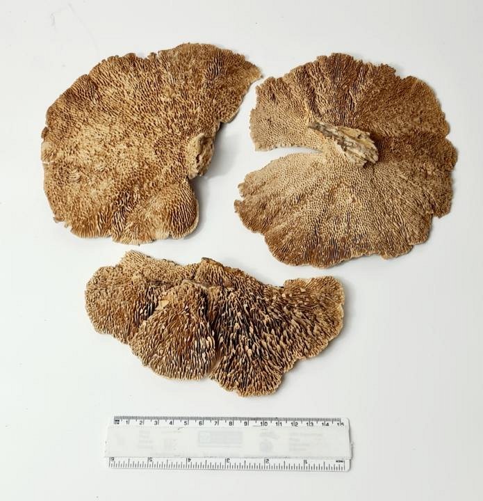 Dried Funghi Soecimen (3 pieces)