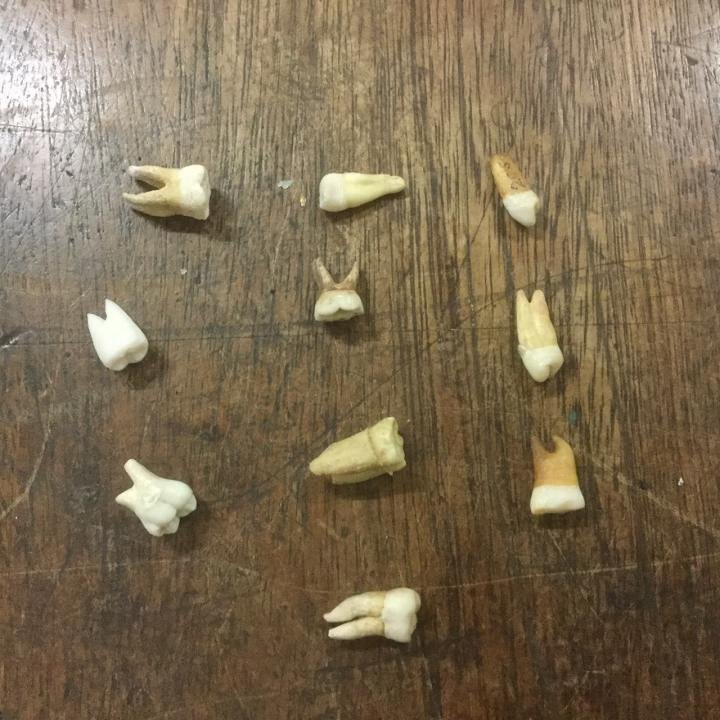 Human Teeth (each)