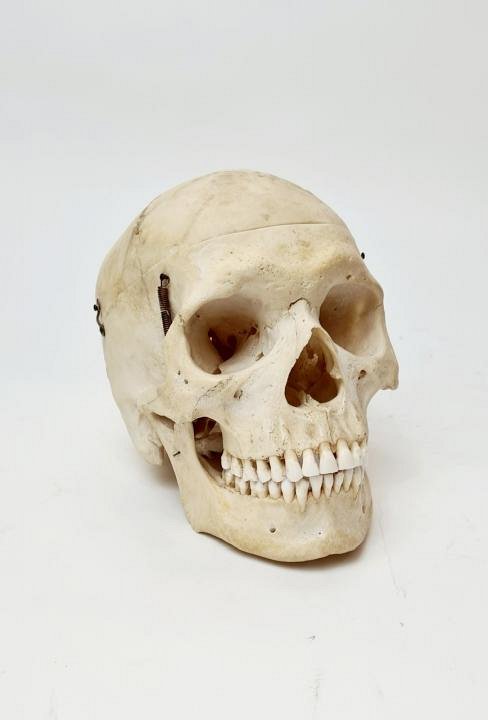 Composite Teaching Skull
