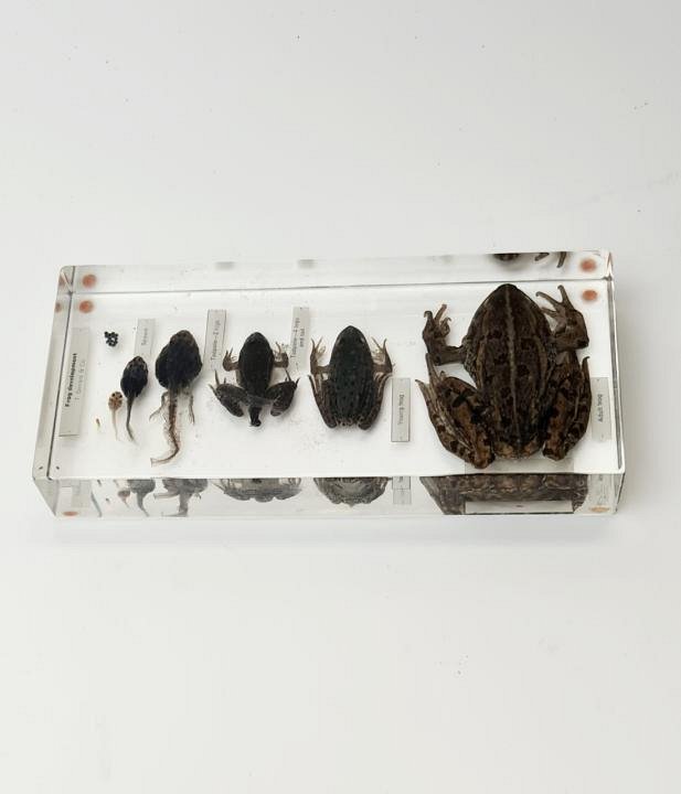 Frogs In Resin
