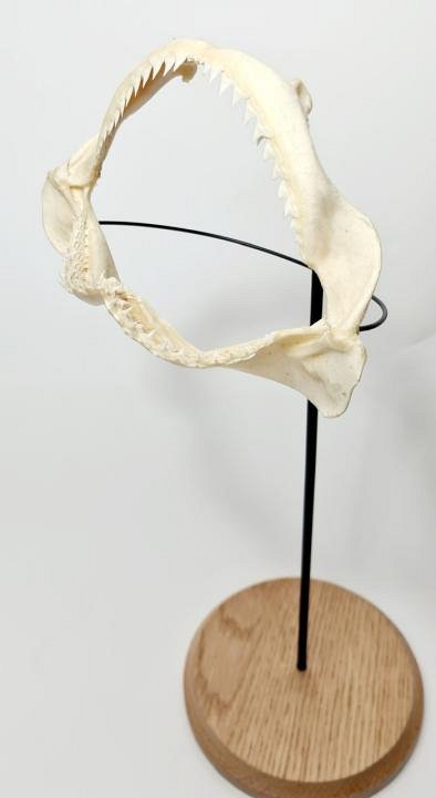 Mounted Fish Jaws (priced separately)