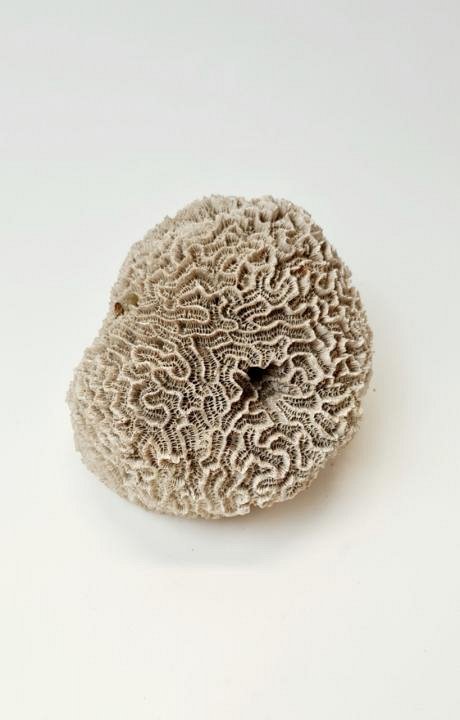 Large Coral Soecimen