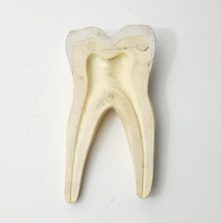 Tooth Model