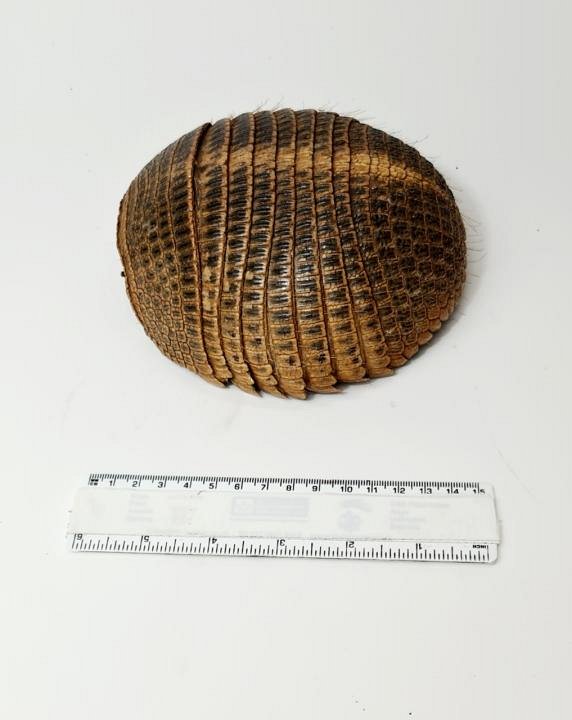 Armadillo Shell