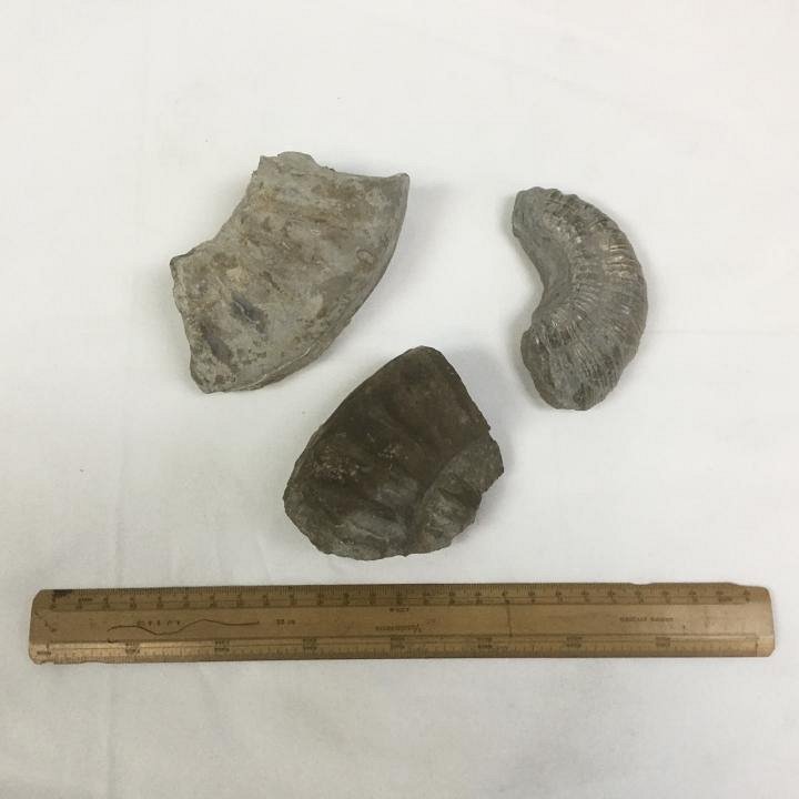 Medium Fossil (priced individually)