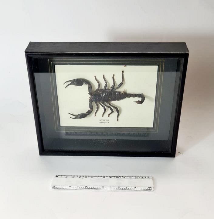 Scorpion Specimen In Case