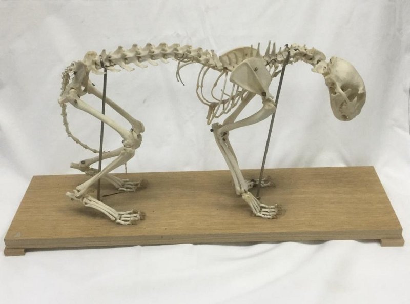 Mounted Cat Skeleton