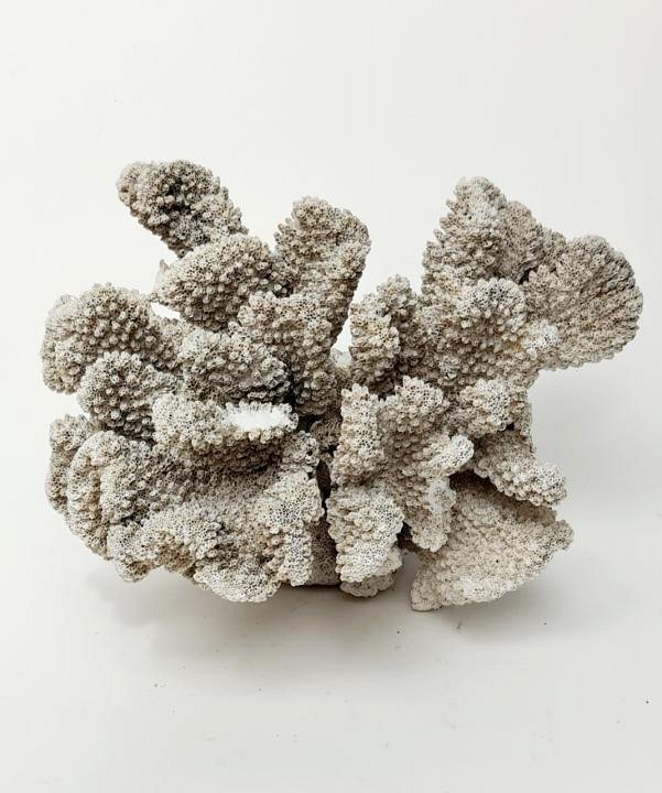 Large Coral Specimen