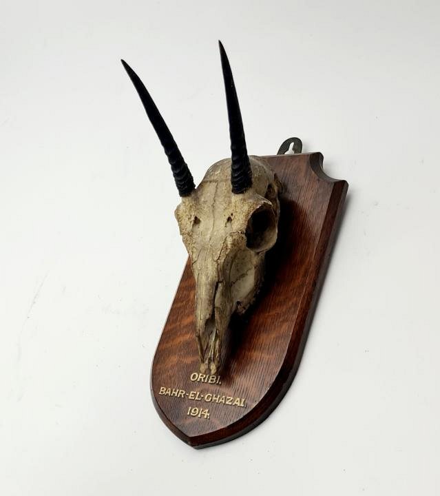 Mounted Horned Animal Skull / Hunting Trophy