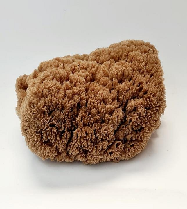 Large Sponge