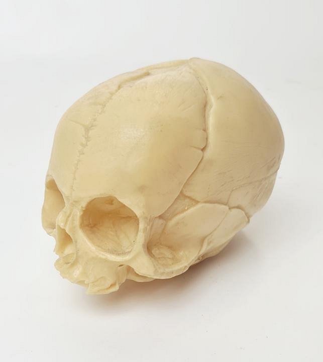 Model Child Skull