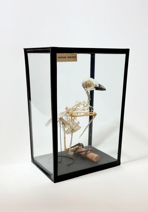 Jackdaw Skeleton in Case