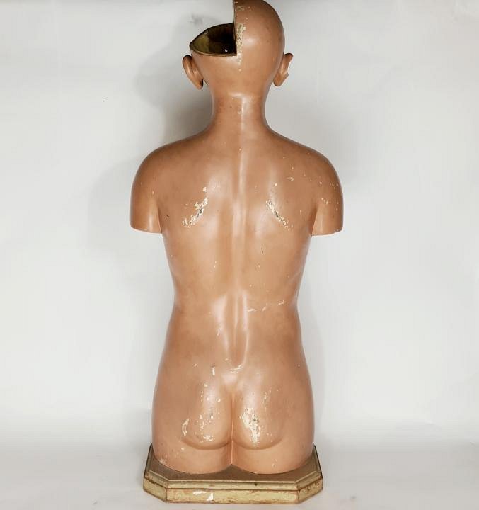 Anatomical Model