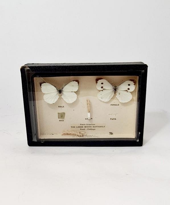 Small Cased Mounted Butterfly Collection