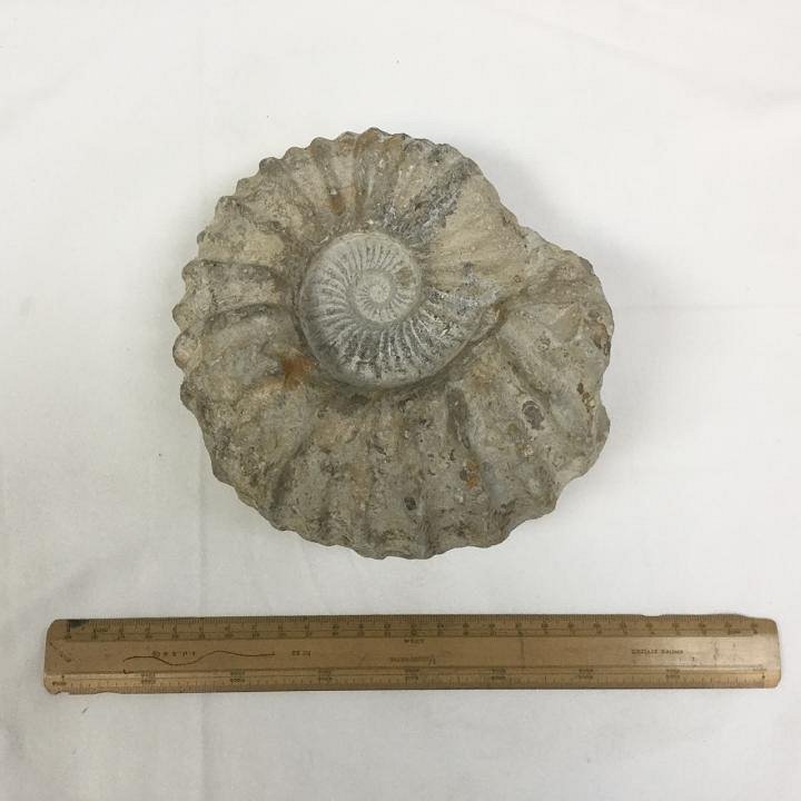Large Ammonite Fossil