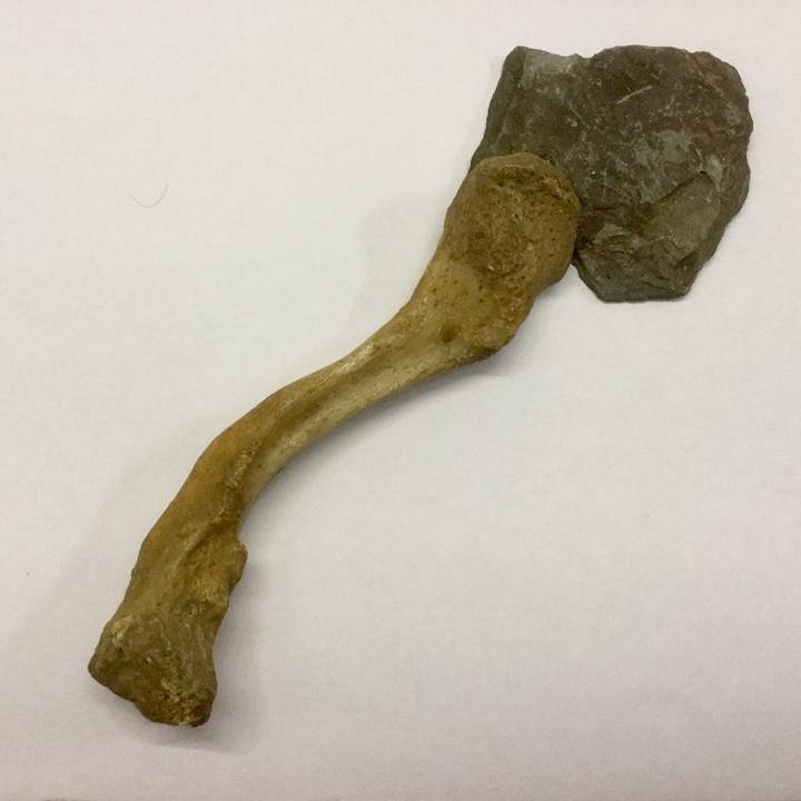 Stone-Age Spoon