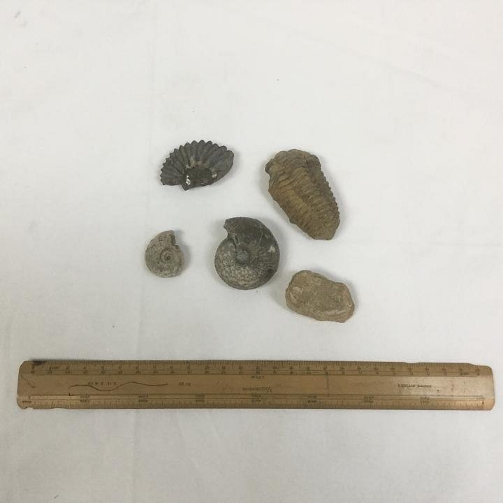 Small Fossil (priced individually)