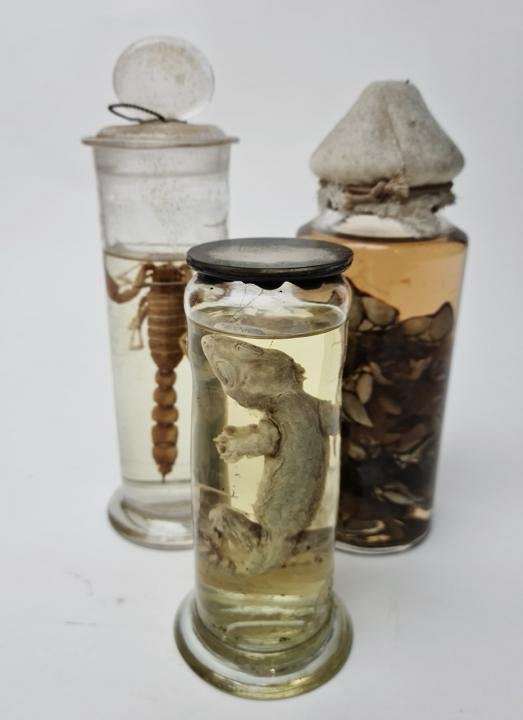 Medium Wet Specimens (priced individually)