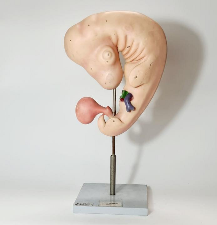 Anatomical Model Of Chick Embryo