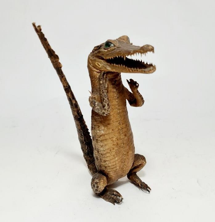 Small Taxidermy Crocodile / Alligator