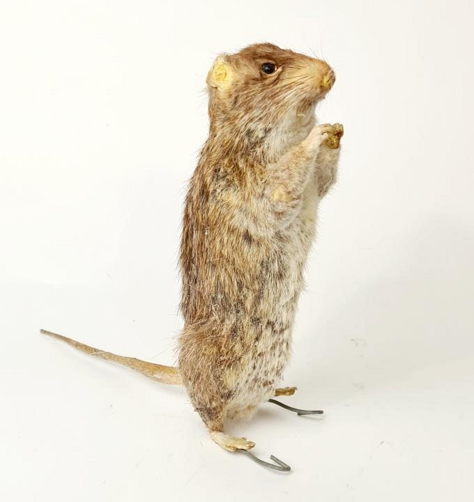 Taxidermy Rat