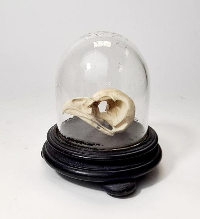 Bird Skull Under Glass Done