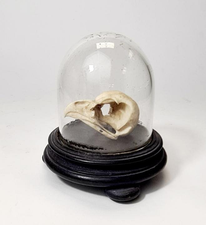 Bird Skull Under Glass Dome