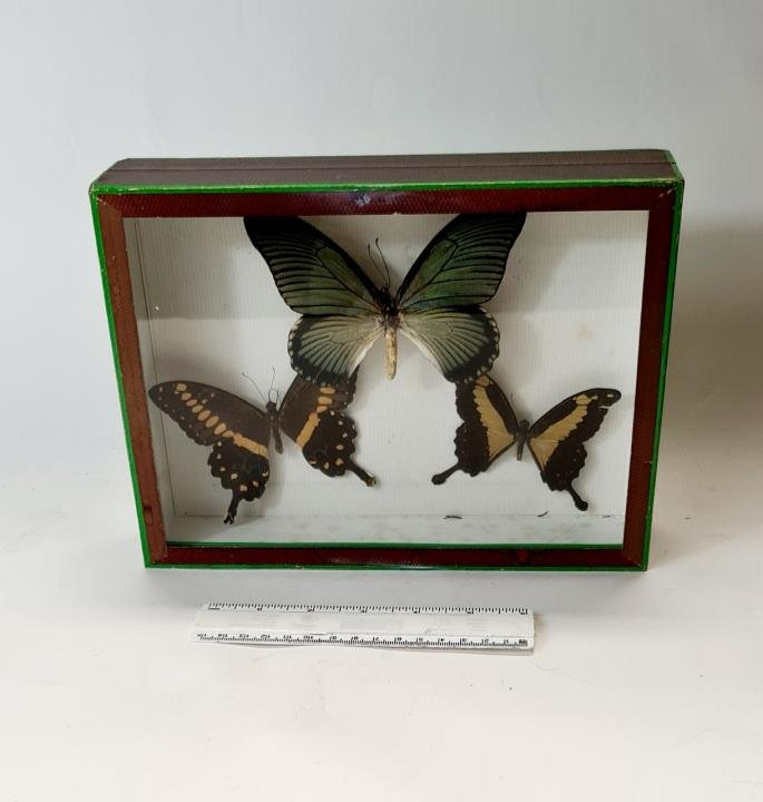 Cased Set Of 3 Butterflies