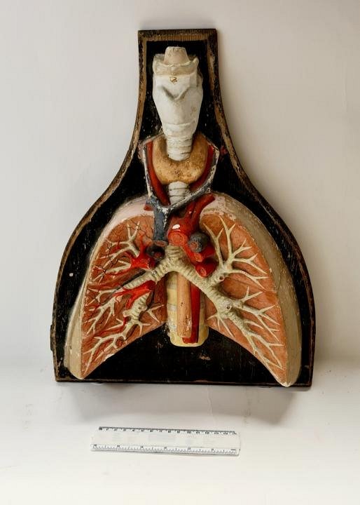 Period Anatomical Lung Model