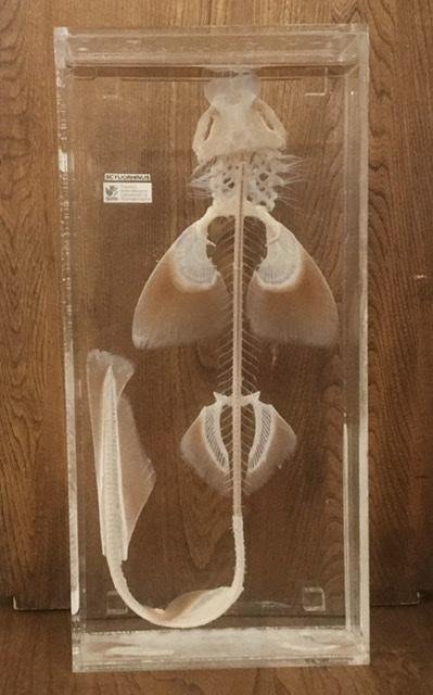 Large Fish Skeleton In Preserving Liquid