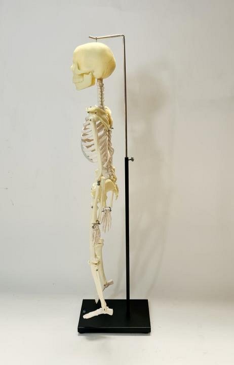 Small Mounted Human Skeleton Model