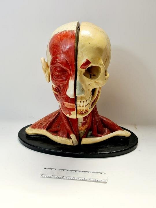 Period Anatomical Head