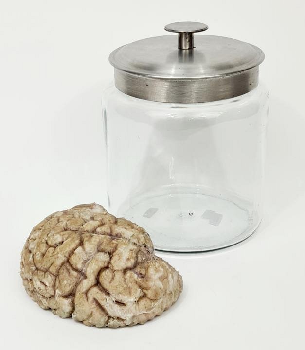 Imitation Human Brain In Glass Jar