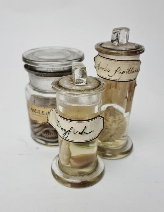 Small Wet Specimens (priced individually)