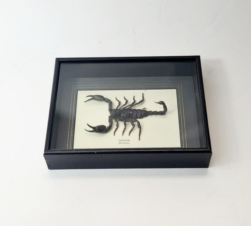 Scorpion Specimen In Case