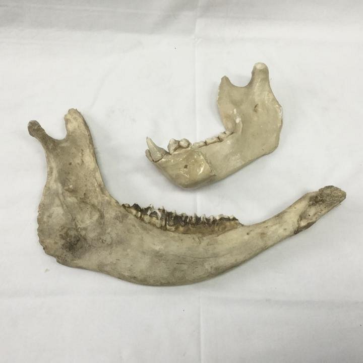 Large Animal Jaw Bones (priced individually)
