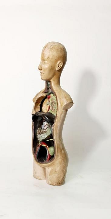 Desktop Anatomical Model