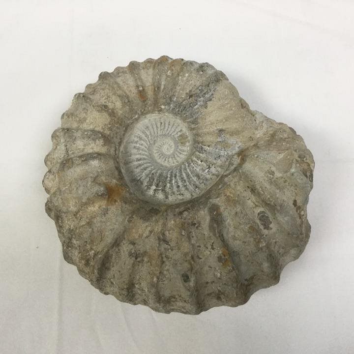 Large Ammonite Fossil