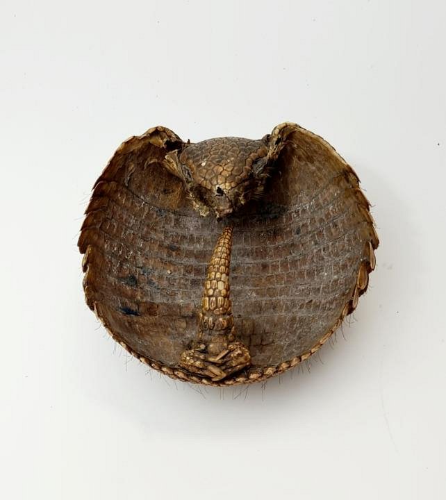 Armadillo Shell