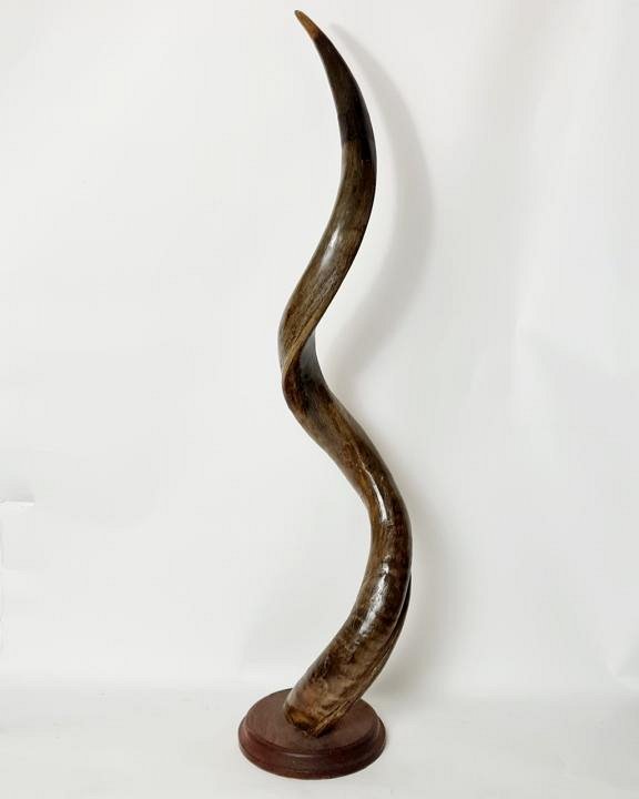 Large Mounted Antler