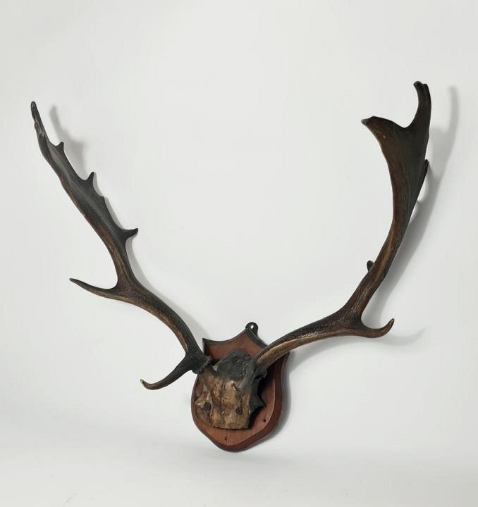 Mounted Antlers / Hunting Trophy