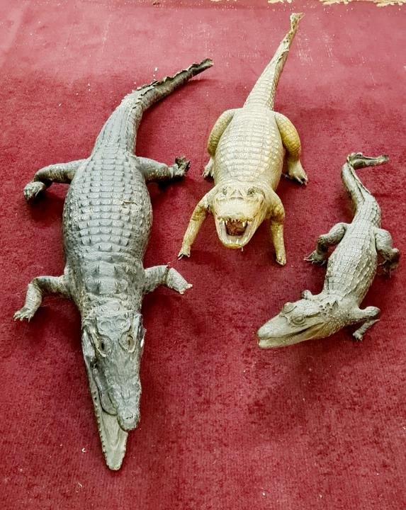 Taxidermy Crocodile / Alligator (priced individually)