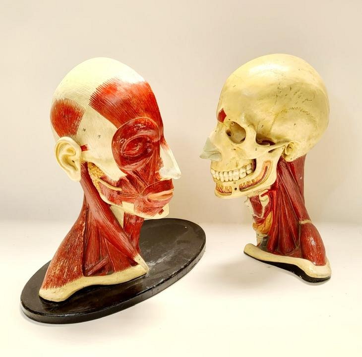 Period Anatomical Head
