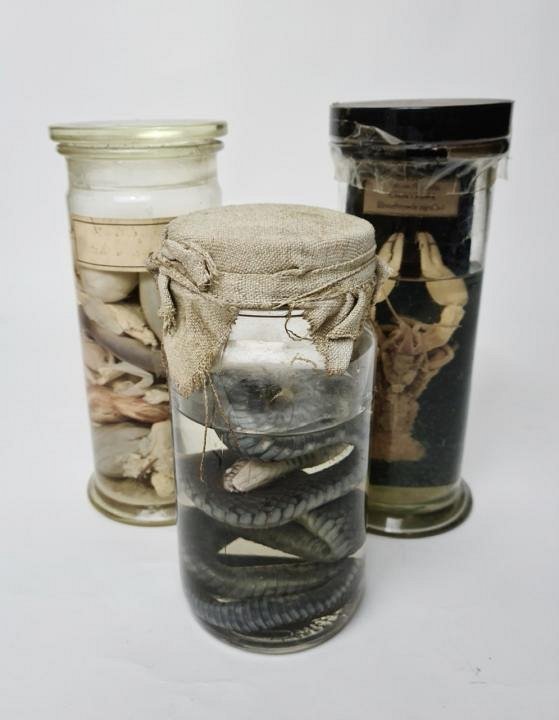 Medium Wet Specimens (priced individually)