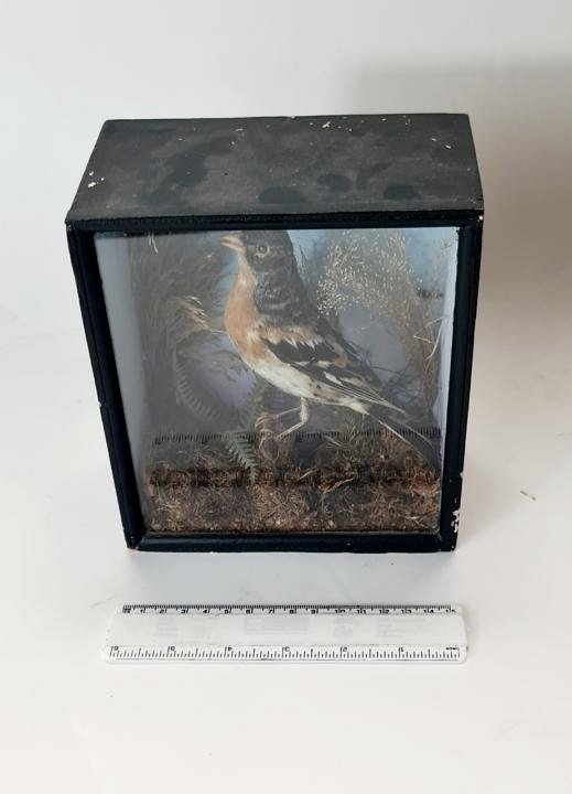 Vintage Taxidermy Songbird In Case