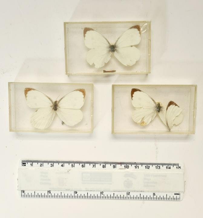 Butterfly In Plastic Case (each)